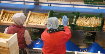 Asparagus sector wins increase in maximum length