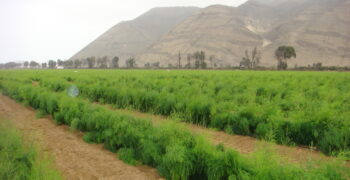 Argentina studies suitability of 13 all-male asparagus cultivars