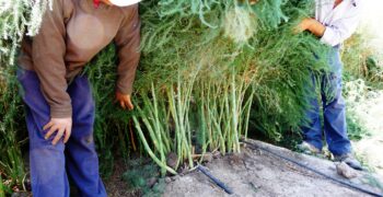 Irrigation must be adapted to needs of asparagus crop
