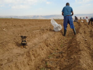 Planting in the spring, just before the rains usually set in. The spacing is about a shovel blade and a half. 