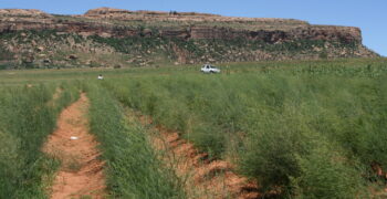 Lesotho making renewed bid with asparagus