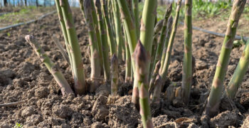 Kyrgyzstan : producer aims to export asparagus